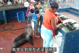 海狮上岸很有礼貌的要吃的视频封面