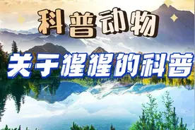 猩猩科普视频封面
