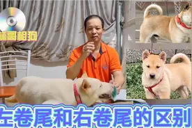 你能分清左卷尾和右卷尾的狗吗？告诉相狗师！视频封面