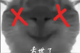 猫猫头像。视频封面