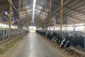 宁夏大型奶牛养殖基地，面积比中国最大大学还大，配风扇运动场视频封面