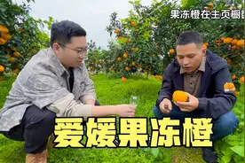 同样是爱媛果冻橙，价格差好几倍，你知道为什吗？
