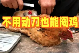中药阉割公鸡，简单易行，无应激无残留视频封面