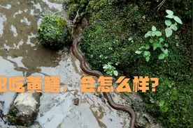 蛇吃黄鳝，同归于尽，这是真的么？黄鳝被蛇吞下会如何？视频封面