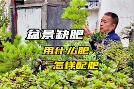 盆景施什么肥，怎样简单配制高效实用的肥视频封面