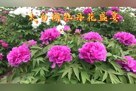 好客山东大美济宁太白湖国际牡丹园60多万株牡丹花争相斗艳视频封面