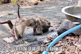 这是我见过最喜欢作死的猴子，五天时间触电三次，毛都电没了视频封面