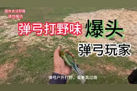 弹弓爱好者户外打野，弹弓玩家命中率很高资源丰富，弹弓打鸟高手视频封面