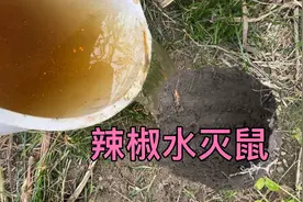 小伙拿辣椒水灭鼠，几百斤辣椒水灌入鼠洞，一会老鼠乖乖岀来投降视频封面