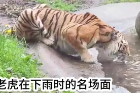 来看看老虎在下雨时的名场面，你更喜欢哪一个#老虎视频封面