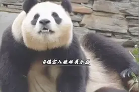 福宝缺席展出，徐翔奶爸深思后决定，已经悄悄的给福宝安排了一个视频封面