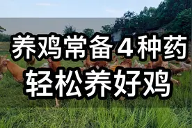 养鸡常备4种药，轻松养好鸡，养鸡人收藏视频封面