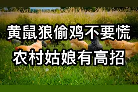 黄鼠狼偷鸡不要慌，农村姑娘有高招，教你轻松解决！