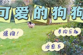 偶遇小黑犳，两只狗狗玩得热火朝天！视频封面