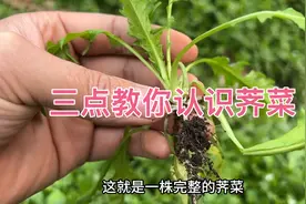 三点方法教你正确认识荠菜视频封面
