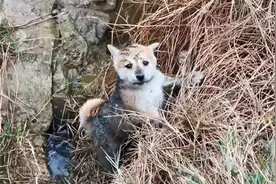 小流浪猫掉进坑里，七天七夜没吃没喝，饿得嗷嗷叫视频封面