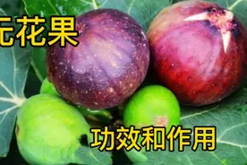 没想到无花果有这样的功效和作用