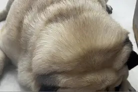 我好像除了丑点，脸胖点，脑子笨点，脾气差点，视频封面