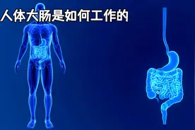 人体大肠的结构 #科普 #科普一下 #科普知识