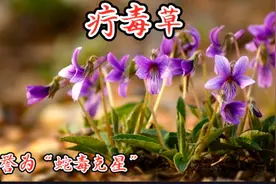 “疔毒草”——紫花地丁，蛇毒克星，也是鲜美的野菜，你吃过吗？视频封面