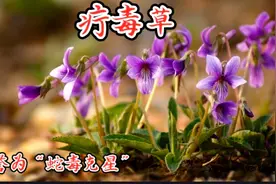 “疔毒草”——紫花地丁，蛇毒克星，也是鲜美的野菜，你吃过吗？视频封面