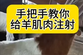 羊肌肉注射的方法视频封面