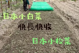 种日本小松菜与小白菜～短期菜快长快收～视频封面