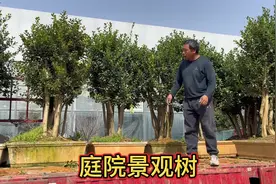 它被称为新“庭院绿化之王”，耐寒大气四季常青，有院子的别错过视频封面