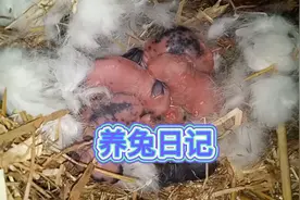 养兔日记，刚生的小兔子浑身没毛，红扑扑的，太嫩了！视频封面