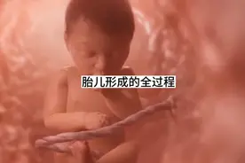 胎儿在妈妈的肚子里成形的全过程，为孩子的不易点赞