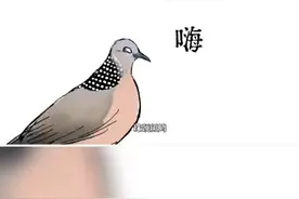 珠颈斑鸠视频封面