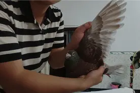 鸽友们，欣赏詹森红狐视频封面