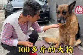 北京大妈养了条100多斤大狗，性格温顺主意多，见势不好就装死