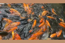 爱国主义教育基地莲花山公园是一个生态型市政公园，也是深圳𥦬口视频封面