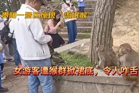 贵阳一景区惊现"流氓猴"女游客遭猴群掀裙底，令人咋舌！视频封面