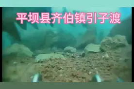 清波鲤鱼泛滥，我却无从下手，跪求高手指教，平坝齐伯引子渡水库视频封面