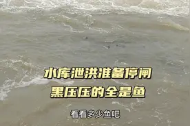 水库泄洪黑压压的全是鱼，引众人围观各显神通来抓鱼视频封面