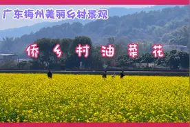 梅州南口侨乡村大片油菜花迎春盛开，好靓！#2024年欢乐笑开颜！视频封面