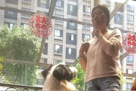 我教狗狗小声说话视频封面