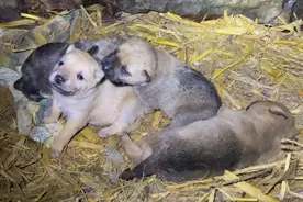田园犬露露在山洞生5只崽，下暴雨连夜从外面叼回家，妈妈好伟大视频封面
