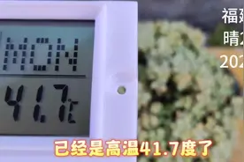 半日照遮阳网下的温度41.7度，多肉在度劫，养肉人也在接受考验视频封面