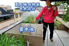 夏天楼顶种菜太费水怎么办？三妹家楼顶菜池立体设计，循环节水视频封面