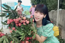 深圳南山荔枝大量采摘啦，皮薄肉厚视频封面