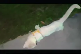寻主。谁家走丢的大只白猫，牵引绳还在，很亲人...视频封面