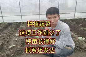 不管种植什么蔬菜，这项工作不能少，秧苗长得快又好，根系还发达视频封面
