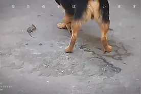 狗兄鼠弟视频封面