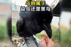 乌鸦属于益鸟，还是害鸟？#乌鸦的智商视频封面