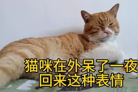 猫咪这种表情啥意思？视频封面