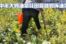 大妈们油菜花田狂欢，农妇哀求：别毁了我的油菜视频封面