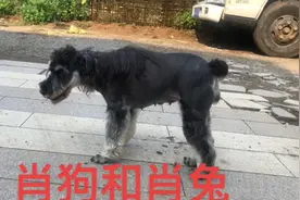和生肖狗最配的属相视频封面